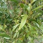 Acacia auriculiformis Leaf