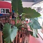 Alocasia macrorrhizos Листок