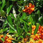 Pyracantha coccinea Hoja