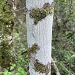 Cordia americana Bark