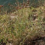 Dianthus giganteus Кветка