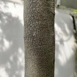Dacrydium elatum বাকল