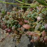 Sedum dasyphyllum Habitat