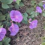 Ipomoea indicaFlower