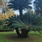 Cycas revoluta Hábito