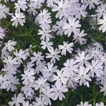 Phlox subulataফুল