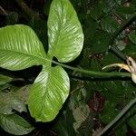 Philodendron rothschuhianum Sonstige