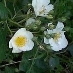 Rosa multiflora Virág