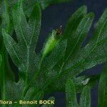 Vandenboschia speciosa Casca