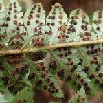 Polystichum ammifolium Fruct