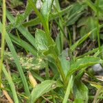 Campanula pulla Leaf