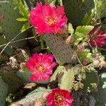 Opuntia aciculata Floro