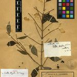 Coffea fragilis Otro