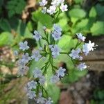 Valeriana tripteris फूल