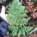 Dryopteris aemula List