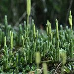 Lycopodium clavatum Habit