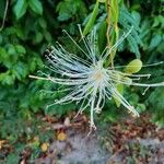 Morisonia flexuosa Цветок