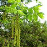 Juglans mandshurica फूल