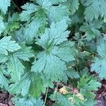 Geranium × oxonianum List