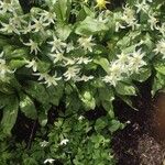 Erythronium oregonum Fleur