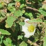 Sida alba Flower