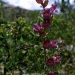 Penstemon leiophyllus 整株植物