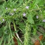 Verbena bracteata Blüte