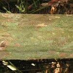 Chaetocarpus schomburgkianus Corteza