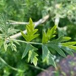 Libanotis pyrenaica 葉