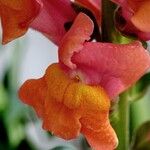 Antirrhinum majus Floare