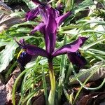 Iris spuria Kvet