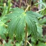 Delphinium barbeyi Leaf