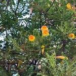 Tecoma fulva Celota