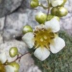 Saxifraga squarrosa Floare