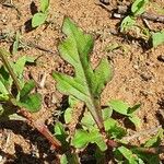 Oxygonum sinuatum Liść