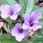 Cardamine pentaphyllos Flower