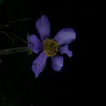 Anemonastrum obtusilobum موطن