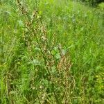 Rumex thyrsoides Floare