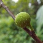 Ficus lateriflora Fruct