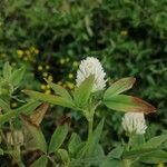 Trifolium alexandrinum 花