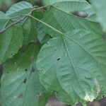 Mallotus oppositifolius Leaf