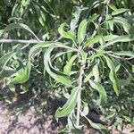 Pyrus salicifolia Leaf