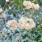 Helichrysum petiolare Flor