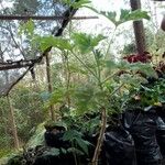 Pelargonium graveolensLeaf