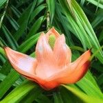Freycinetia cumingiana Květ