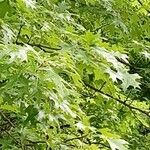 Quercus palustris Leaf