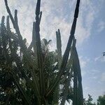 Cereus jamacaru List