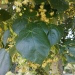 Tilia x euchlora Blatt