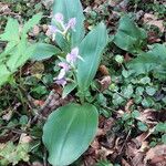 Galearis spectabilis Flower