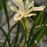 Iris purdyi